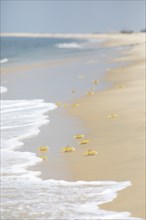 Horn-eyed Ghost crabs (Ocypode brevicornis) at Marari Beach or Strand, Mararikulam, Alappuzha