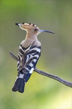 Hoopoe, (Upupa epops), on perch, hoopoe family, formerly raptors, Hides de El Taray / Lesser Kestr,