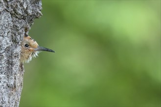 Hoopoe, juvenile waiting to be fed, (Upupa epops), on perch, hoopoe family, formerly raptors, Hides