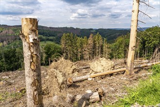 Forest dieback in Sauerland, north of Lüdenscheid, cleared area, diseased trees, over 70 per cent