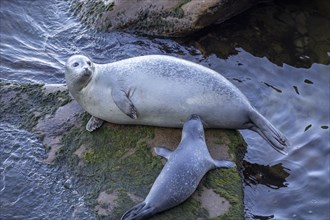 Harbor seal, phoca vitulina vitulina. Baby seal suckling its mother on a rock by the sea. Forillon