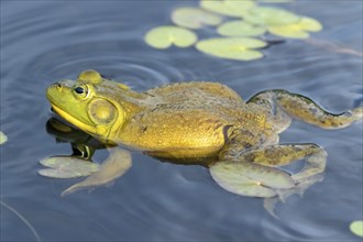 Bull frog. Lithobates catesbeianus, . Bull frog floating on a lake and warming up at the sun. La