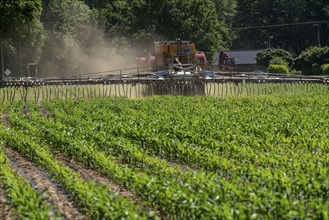 A maize field, with young plants, is fertilised with liquid manure, self-propelled slurry tanker,