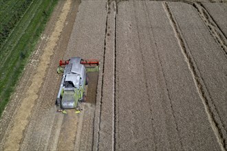 Agriculture, grain harvest, wheat, combine harvester harvesting in a wheat field, near