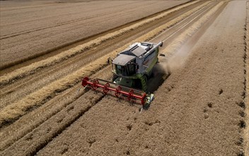 Agriculture, grain harvest, wheat, combine harvester harvesting in a wheat field, near