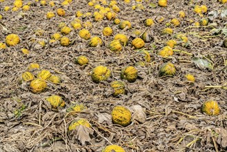 Field with Styrian oil pumpkins, partly dried up due to the drought in summer 2020, on the Lower