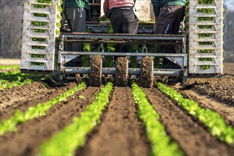 Agriculture, herb gardening, parsley is planted in rows in a field with a planting machine