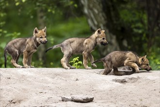 Three wolf pups exploring a rock in the green forest in summer, one sniffing the ground curiously,