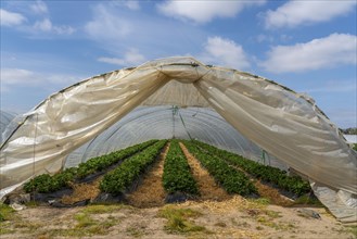 Open field strawberry cultivation in a foil greenhouse, young strawberry plants growing, near