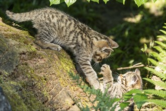 Two kittens playing on a tree stump surrounded by green plants, wild cat (Felis silvestris),