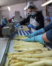 Asparagus farm, white asparagus is washed, cut and sorted by quality after harvesting, near