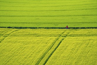 Cereal fields in spring, still green and fresh in growth, field path, cyclist, North