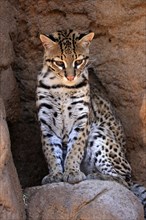 Ocelot (Leopardus pardalis), adult, sitting, at the den, alert, Sonora Desert, Arizona, North