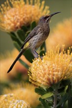 Cape Honeybird (Promerops cafer), adult, female, on flower, Protea, vigilant, Kirstenbosch Botanic