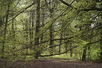 NL, Eesergroen: Spring characterises the landscape, towns and people in the province of Drenthe in