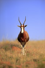 Bontebok (Damaliscus pygargus), adult, alert, foraging, Mountain Zebra National Park, South Africa,