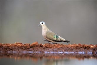 Emerald-spotted wood dove (Turtur chalcospilos), adult, at the water, Kruger National Park, Kruger