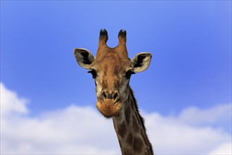 Southern giraffe (Giraffa camelopardalis giraffa), adult, portrait, Kruger National Park, Kruger