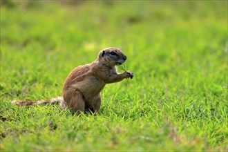 Cape ground squirrel (Xerus inauris), adult, alert, feeding, Mountain Zebra National Park, Eastern