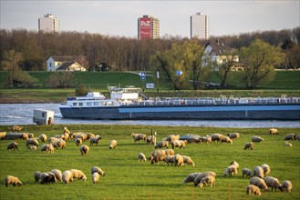 Rhine dyke near Duisburg-Beeckerwerth, flock of sheep, cargo ship on the Rhine, Duisburg, North