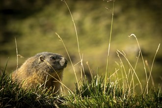 Marmot (Marmota marmota) in the morning sun, Tschagguns, Rätikon, Montafon, Vorarlberg, Austria,