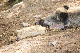 Wild boar (Sus scrofa) mother with its squeaker in a forest, Bavaria, Germany, Europe