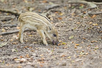 Wild boar (Sus scrofa) squeaker in a forest, Bavaria, Germany, Europe