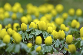 Winter aconites (Eranthis hyemalis), Germany, Europe