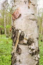 Bark on a Birch tree on a tree trunk in a deciduous forest at spring