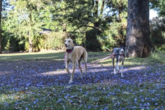 Charming scene of two greyhounds walking in a park full of lilac flowers, joined by a leash