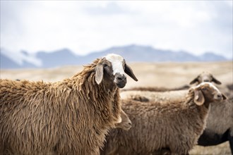 Flock of sheep, brown sheep, Tian Shan, Kyrgyzstan, Asia