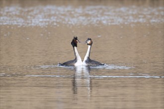 Great Crested Grebe (Podiceps cristatus), pair, courtship display, swimming on lake, looking at