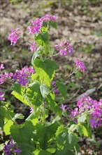 Annual honesty (Lunaria annua), flowering in the forest, North Rhine-Westphalia, Germany, Europe