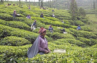 Indian tea pickers on a tea plantation, Thekkady, Kerala, India, Asia