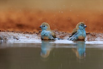 Angolan butterfly finch (Uraeginthus angolensis), blue-eared butterfly finch, adult, two birds, at