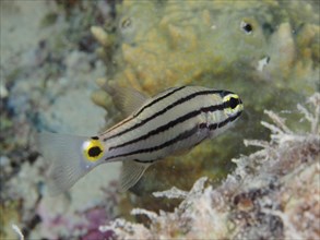 Five-striped cardinalfish (Cheilodipterus quinquelineatus), dive site House Reef, Mangrove Bay, El