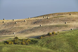 Harvested wheat field with bales of straw, landscape around Pienza, Val d'Orcia, Orcia Valley,