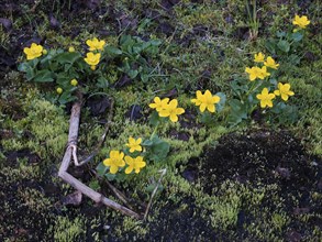 Marsh Marigold (Caltha palustris) flowering alongside a stream, May, Finnish Lapland