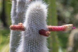 Blossoms of the wooly torch (Cleistocactus strausii), Botanical Garden, Erlangen, Middle Franconia,