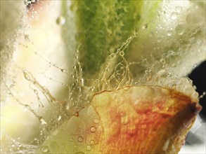 Chestnut, common horse-chestnut (Aesculus hippocastanum), detail of bud, resin droplets and fine