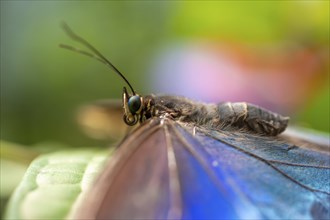 Close-up, Morpho helenor, blue Anaxibia morpho butterfly sitting on a leaf, Alajuela province,