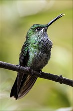 Green-crowned brilliant (Heliodoxa jacula) sitting on a branch, Monteverde Cloud Forest, Monte