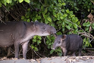 Baird's tapir (Tapirus bairdii), mother and young, in the rainforest, Corcovado National Park, Osa,