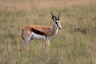 Springbok (Antidorcas marsupialis), adult, male, foraging, alert, Mountain Zebra National Park,