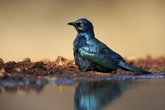 Red-shouldered Glossy Starling (Lamprotornis nitens), adult, in the water, bathing, Kruger National