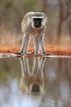 Vervet Monkey (Chlorocebus pygerythrus), adult, at the water, alert, Kruger National Park, Kruger