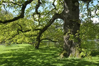 English oak (Quercus robur) in spring, Münsterland, North Rhine-Westphalia, Germany, Europe