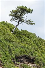 Tree on Cliff over Mothecombe Beach, Mothecombe, River Emme and Red Cove, Plymouth, South Devon,