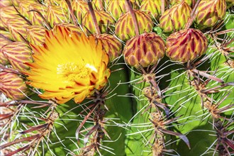 Flowering cactus (Ferocactus), Santa Eularia des Rui, Ibiza, Balearic Islands, Mediterranean Sea,