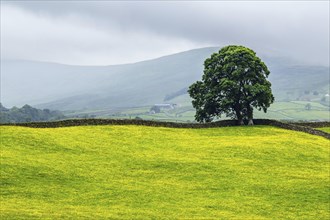 Farms in Yorkshire Dales National Park, North Yorkshire, England, United Kingdom, Europe